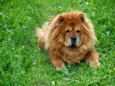 棕色松狮犬在绿色的草狗迪娜