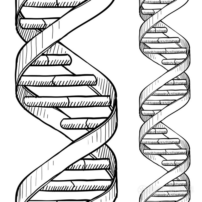 dna双螺旋结构 简笔画图片