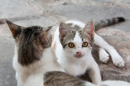 一只成年的猫和一只小猫的肖像