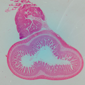 人类小 intestinum tenue 组织的微观部分