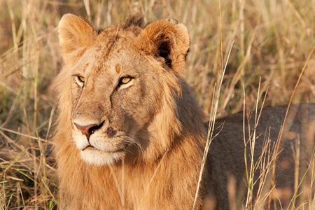 在马赛玛拉国家公园，肯尼亚年轻雄性非洲狮