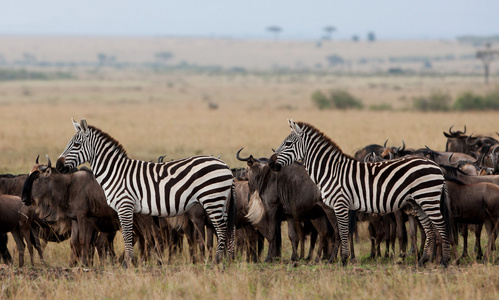 斑马和在马赛玛拉国家公园，肯尼亚牛羚