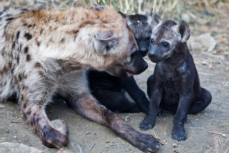 鬣狗崽和母亲在南非克鲁格国家公园