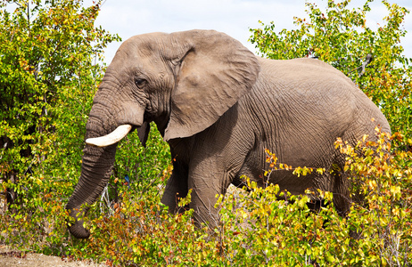 非洲大象在南非克鲁格国家公园