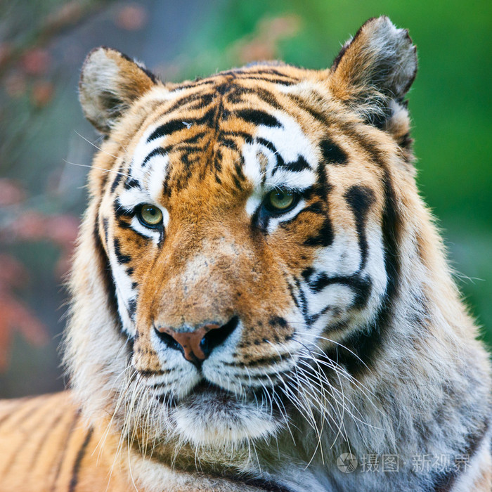 大型雄性孟加拉虎