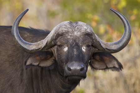 非洲角水牛在南非克鲁格国家公园