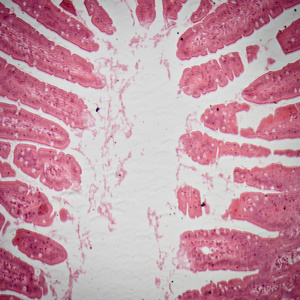 显微镜下的小 intestinum tenue 组织