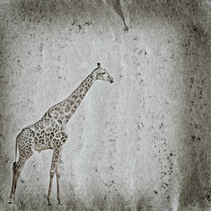 长颈鹿老 grunge 纸张纹理