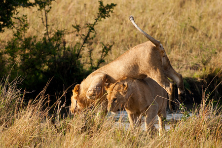 在马赛玛拉国家公园，肯尼亚非洲狮子
