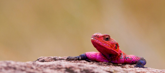 红头岩石蜥蜴，maasai 马赛马拉国家公园肯尼亚