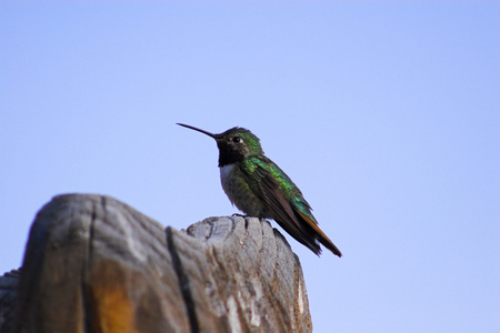 徽章平横幅设计背景设置,eps10宠物徽章平横幅设计背景设置,eps10杰伊