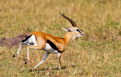 男性格兰特的瞪羚在肯尼亚马赛玛拉国家公园