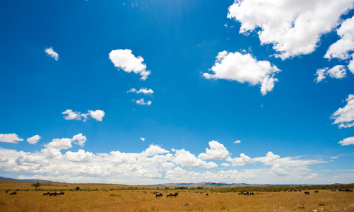与牛羚 马赛马拉 肯尼亚非洲风景