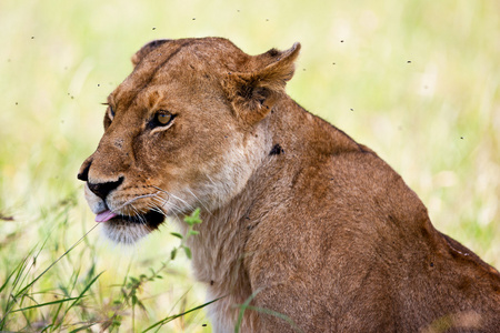 母狮在坦桑尼亚塞伦盖蒂国家公园