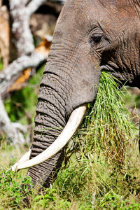 在塔兰吉雷国家公园，坦桑尼亚的非洲大象