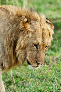 在马赛玛拉国家公园，肯尼亚非洲狮