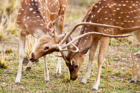白斑或别名鹿 轴，也被称为发现鹿或轴鹿班达迦国家公园在印度。迦位于中央邦