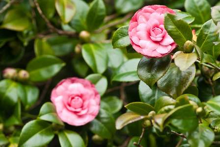 两个山茶花