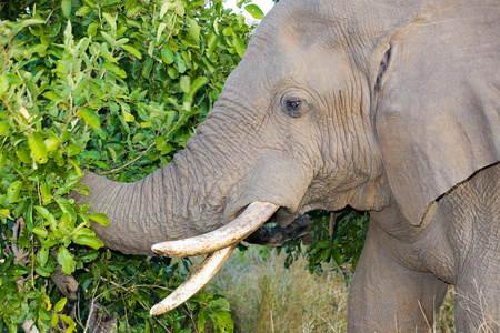 非洲大象 象是 在南非克鲁格国家公园