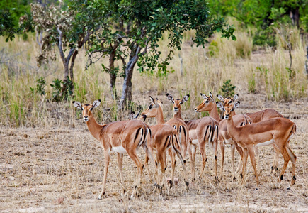 女性黑斑羚羚羊 克鲁格国家公园 南非洲