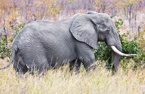 非洲大象在南非克鲁格国家公园