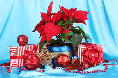 美丽一品红与圣诞球和蓝色的布背景上的礼物