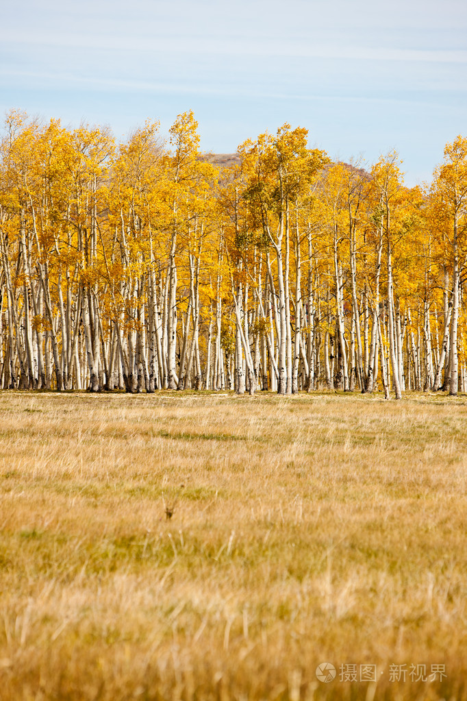 白杨树木与草田