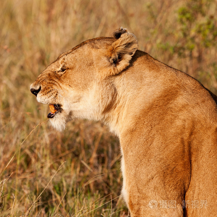 在马赛马拉肯尼亚的雄性非洲狮