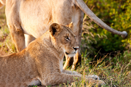 在马赛玛拉国家公园，肯尼亚非洲母狮
