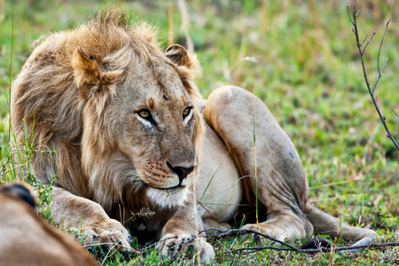 在马赛马拉肯尼亚的雄性非洲狮