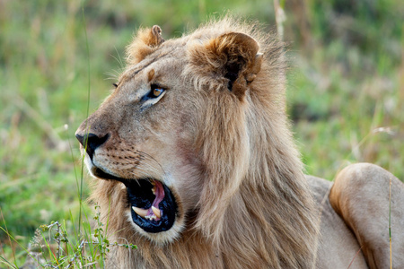 在马赛玛拉国家公园，肯尼亚非洲狮