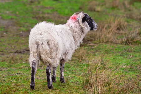 克拉什内西, 高原, 苏格兰电话亭可爱的小绵羊,居住在绿色的美丽
