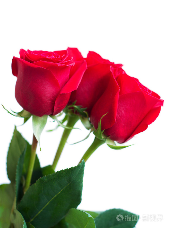 束红玫瑰