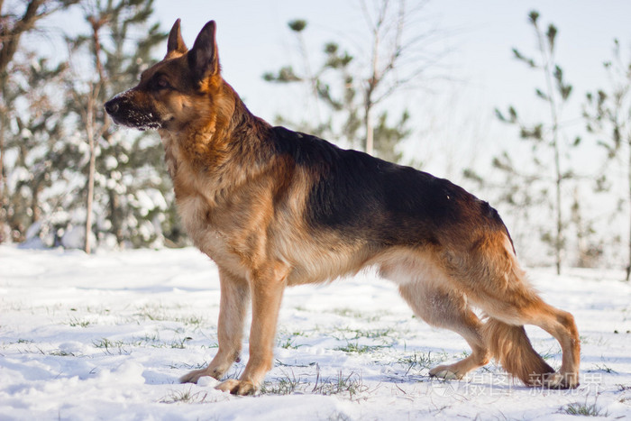 德国牧羊犬