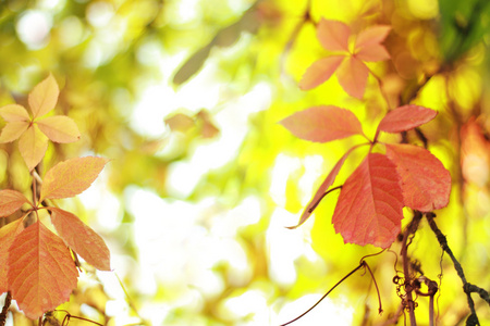 秋季背景红色和黄色