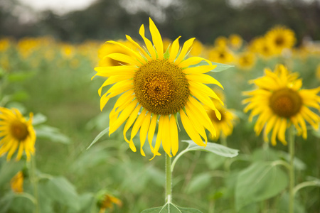 金葵花