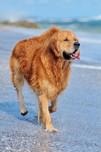 运行在海滩上的年轻金毛猎犬