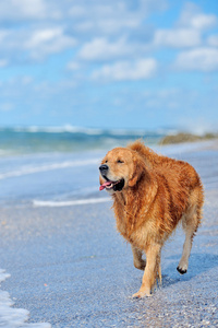 运行在海滩上的年轻金毛猎犬