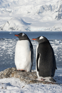 gentoo 企鹅夫妇的背景上的冰川
