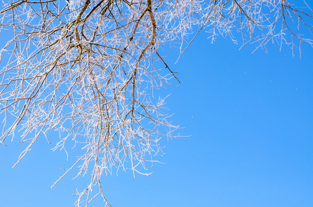 冬季风光，被白雪覆盖的树木