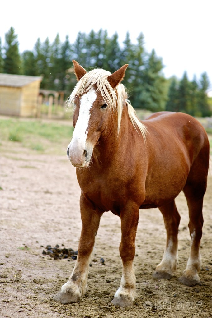 褐色的马照片-正版商用图片1b3w8t-摄图新视界
