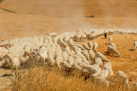的羊的羊群美丽的女人在字段之间的托斯卡纳的羊托斯卡纳羊在背景下的