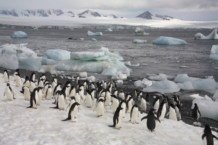 阿德利企鹅南极洲