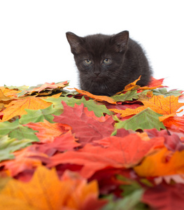 黑色小猫和叶子