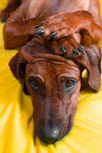 可爱的罗得西亚 ridgeback 小狗用爪子在她头上