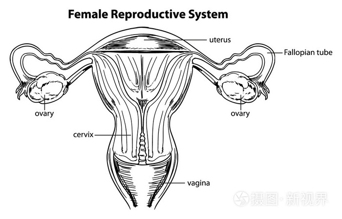 女性生殖系统