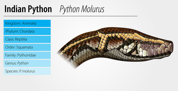 印度 python