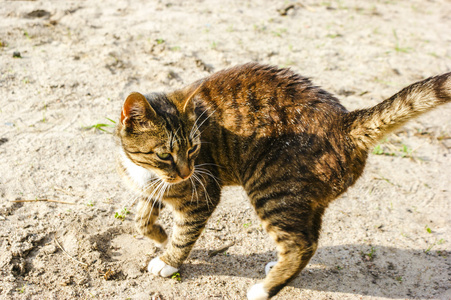 无家可归的猫