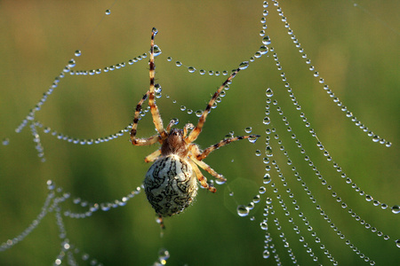 spider 的性质