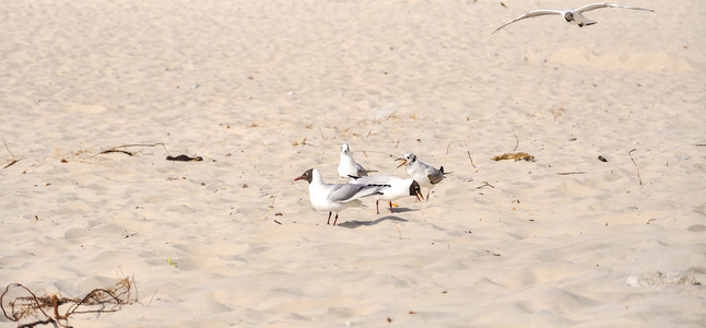 在海滩上的海鸥